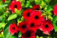 Thunbergia Sunny Susy Cherry