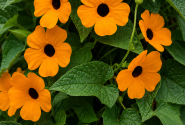 Thunbergia Sunny Susy Orange Eye