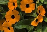 Thunbergia Sunny Susy Orange Eye