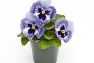 Viola wittrockiana Inspire + Marina