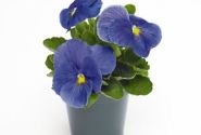 Viola wittrockiana Inspire + True Blue