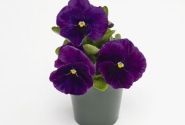 Viola wittrockiana Inspire + Violet