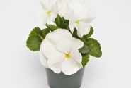 Viola wittrockiana Inspire + White