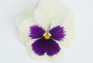 Viola wittrockiana Inspire + White Blotch