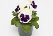 Viola wittrockiana Inspire + White Blotch