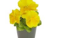 Viola wittrockiana Inspire + Yellow