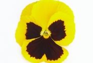 Viola wittrockiana Inspire + Yellow Blotch