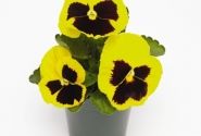 Viola wittrockiana Inspire + Yellow Blotch