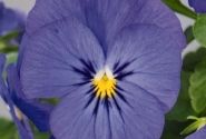 Viola cornuta Admire Blue