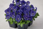 Viola cornuta Admire Blue