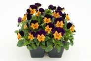 Viola cornuta Admire Orange Purple Wing