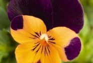 Viola cornuta Admire Orange Purple Wing