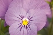 Viola cornuta Admire Pink