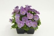 Viola cornuta Admire Pink