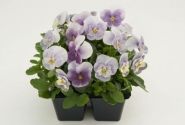 Viola cornuta Admire Pink Surprise