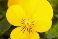 Viola cornuta Admire Yellow