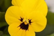 Viola cornuta Admire Yellow Blotch