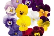 Viola cornuta Admire Mix