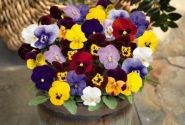 Viola cornuta Admire Mix