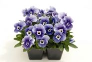 Viola cornuta Admire Deep Marina