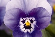 Viola cornuta Admire Deep Marina