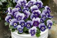 Viola cornuta Admire Deep Marina