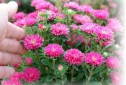 Callistephus chinensis Bambina Carmine
