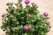 Callistephus chinensis Bambina Carmine