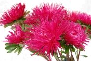 Callistephus chinensis Valkyrie - Harz Kriemhild ( Scarlet)