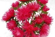 Callistephus chinensis Valkyrie - Harz Kriemhild ( Scarlet)