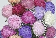 Callistephus chinensis Tower - Paeonien Mix