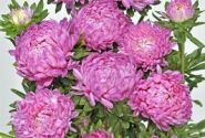 Callistephus chinensis Tower - Paeonien Rose