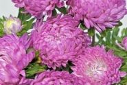 Callistephus chinensis Tower - Paeonien Rose