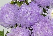 Callistephus chinensis Tower - Paeonien Silver blue
