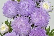 Callistephus chinensis Tower - Paeonien Silver blue