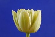 Tulipa, agra, pild. z. Avant Garde