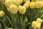 Tulipa, agra, pild. z. Avant Garde