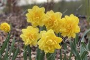 Narcissus, pildītiem z. Sherborne 14/16