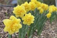 Narcissus, pildītiem z. Sherborne 14/16