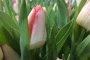 Tulipa, bārkstaina Lingerie (DZESĒTI)