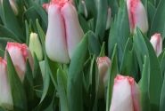 Tulipa, bārkstaina Lingerie (DZESĒTI)