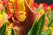 Tulipa, papagaiļziedu Deejay Parrot (DZESĒTI)