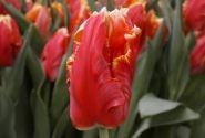 Tulipa, papagaiļziedu Deejay Parrot (DZESĒTI)