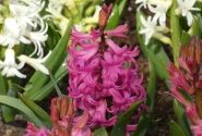 Hyacinthus orientalis Scarlet Pearl 18/19