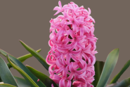 Hyacinthus orientalis Scarlet Pearl 18/19