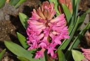 Hyacinthus orientalis Scarlet Pearl 17/18