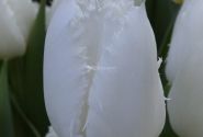 Tulipa, bārkstainā Cricko (DZESĒTI)