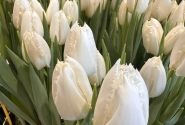 Tulipa, bārkstainā Cricko (DZESĒTI)