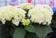 Hydrangea macrophylla Vanilla Sky, 17 cm podā