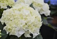 Hydrangea macrophylla Vanilla Sky, 17 cm podā